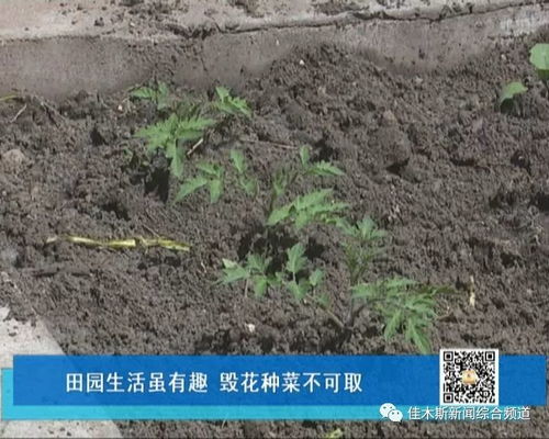 供热大网改造进行时 居民为何对锁闭阀“缺席”反应强烈？